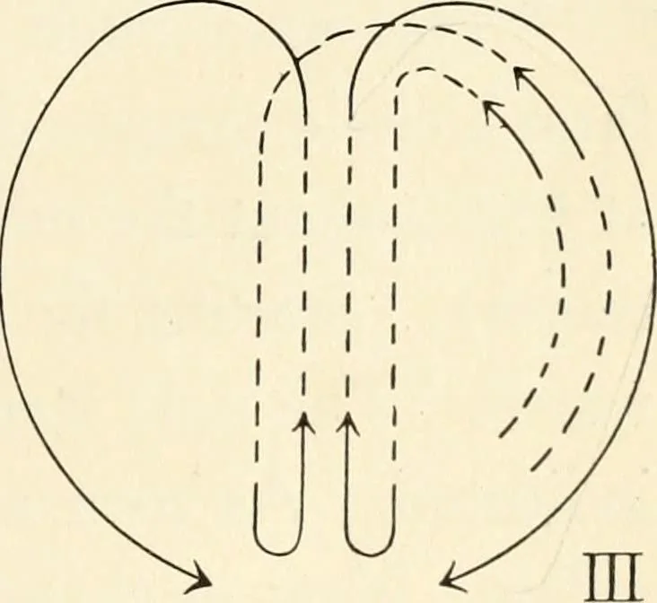 An illustration from Games and dances, a selected collection of games, song-games and dances suitable for schools, play-grounds, gymnastic associations, boys' & girls' clubs, etc, 1920, leaf 30