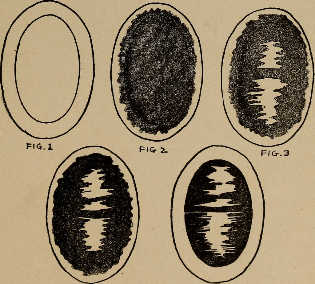 An illustration from Games, pastimes and amusements, for boys and girls;, 1906, leaf 168