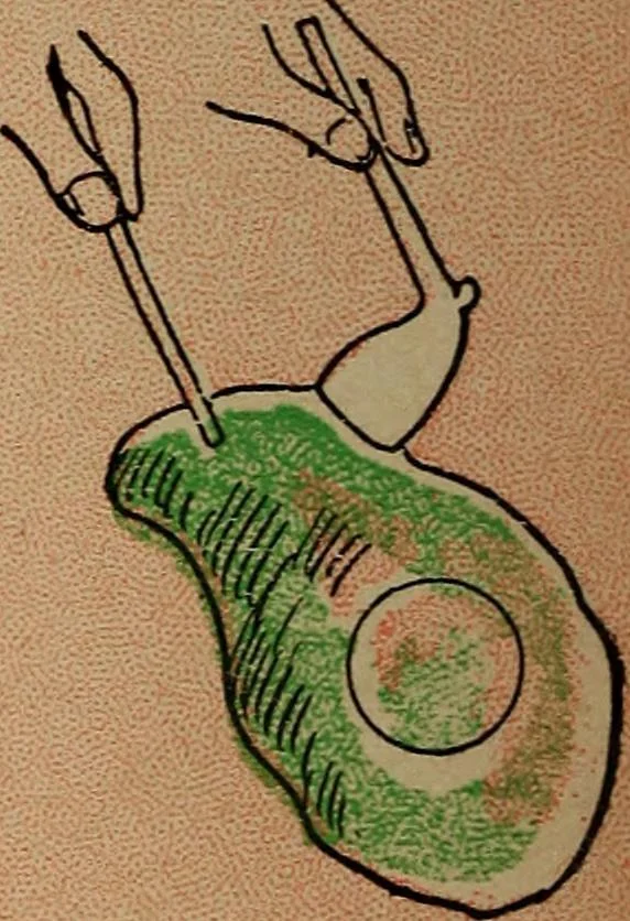 An illustration from Games, pastimes and amusements, for boys and girls;, 1906, leaf 173