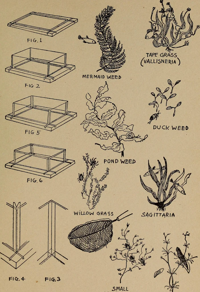 An illustration from Games, pastimes and amusements, for boys and girls;, 1906, leaf 214