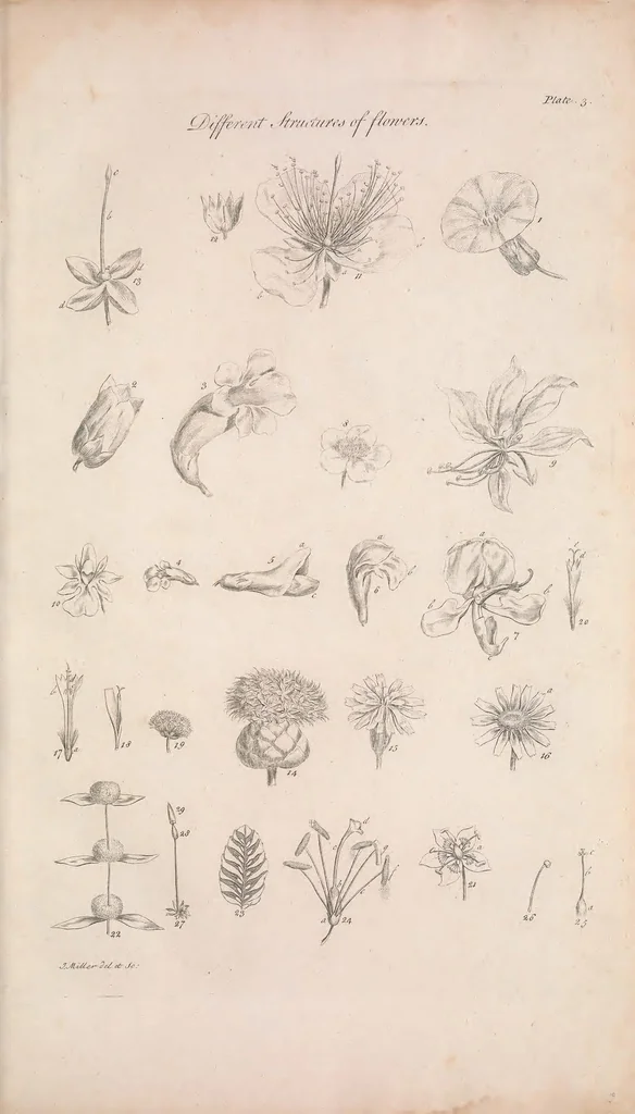 An illustration from The gardeners dictionary : containing the best and newest methods of cultivating and improving the kitchen, fruit, flower garden, and nursery, as also for performing the practical parts of agriculture : including the management of vineyards, with the methods of making and preserving wine, according to the present practice of the most skilful vignerons in the several wine countries in Europe : together with directions for propagating and improving, for real practice and experience, all sorts of timber trees, 1768, leaf 25