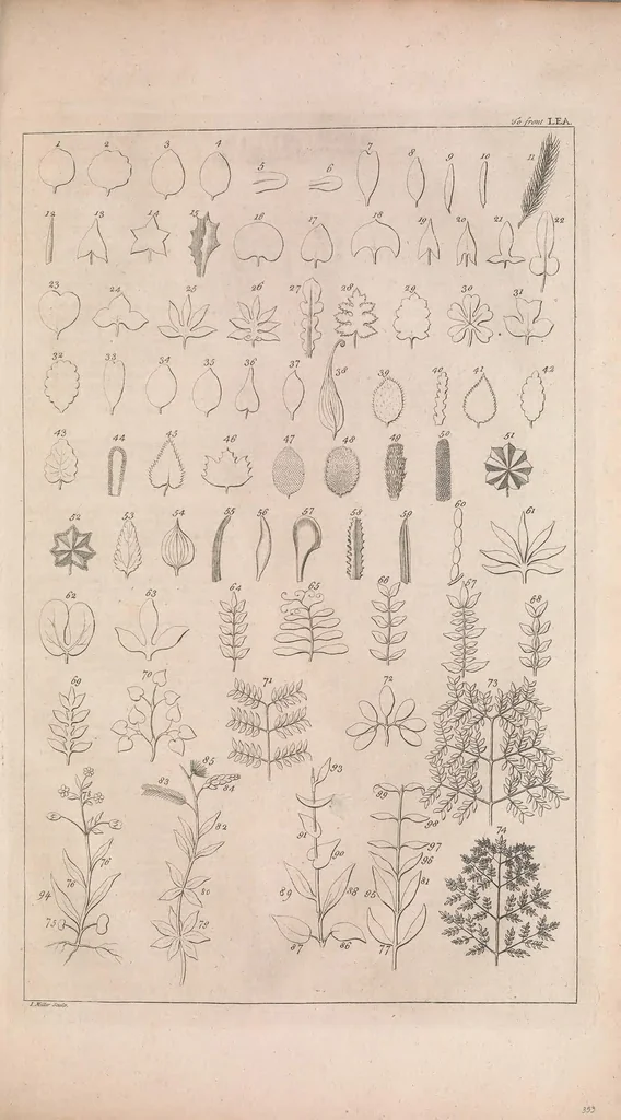 An illustration from The gardeners dictionary : containing the best and newest methods of cultivating and improving the kitchen, fruit, flower garden, and nursery, as also for performing the practical parts of agriculture : including the management of vineyards, with the methods of making and preserving wine, according to the present practice of the most skilful vignerons in the several wine countries in Europe : together with directions for propagating and improving, for real practice and experience, all sorts of timber trees, 1768, leaf 229