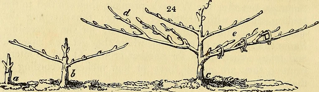 An illustration from The gardener's magazine and register of rural & domestic improvement, 1826, leaf 136