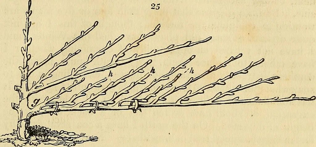 An illustration from The gardener's magazine and register of rural & domestic improvement, 1826, leaf 137