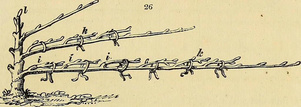 An illustration from The gardener's magazine and register of rural & domestic improvement, 1826, leaf 137