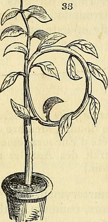 An illustration from The gardener's magazine and register of rural & domestic improvement, 1826, leaf 196