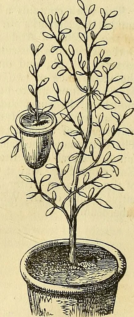 An illustration from The gardener's magazine and register of rural & domestic improvement, 1826, leaf 204
