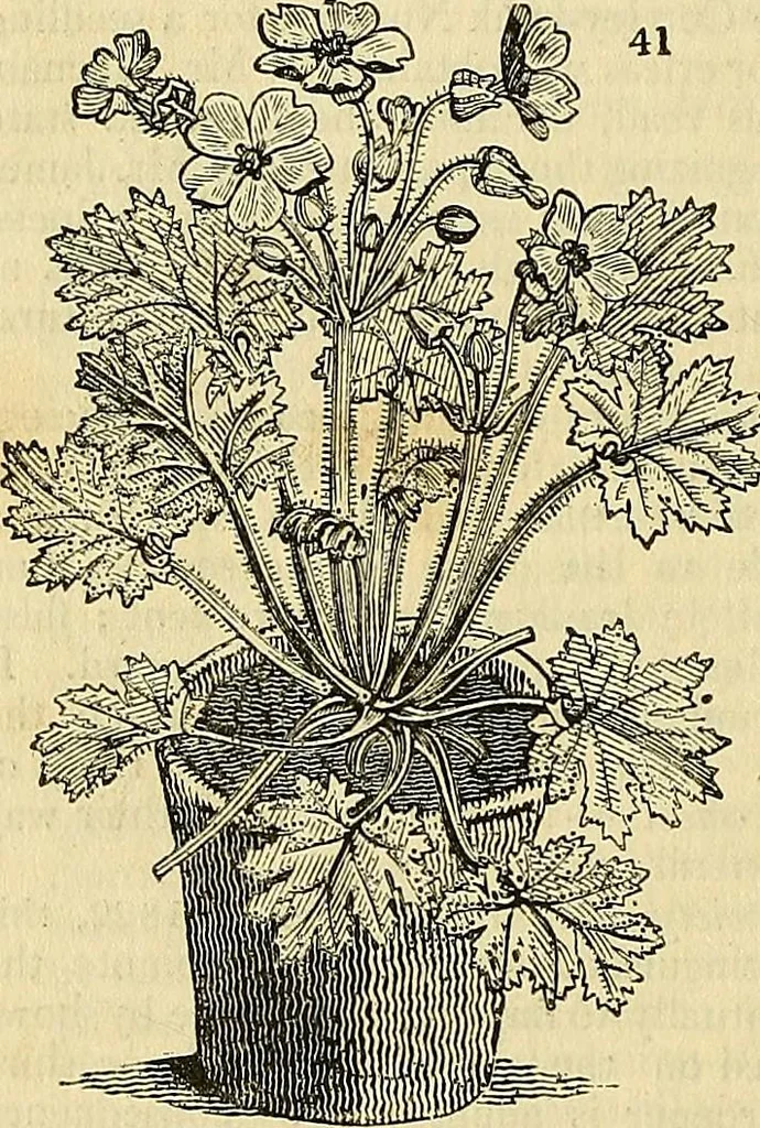An illustration from The gardener's magazine and register of rural & domestic improvement, 1826, leaf 226