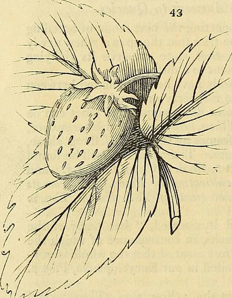 An illustration from The gardener's magazine and register of rural & domestic improvement, 1826, leaf 236
