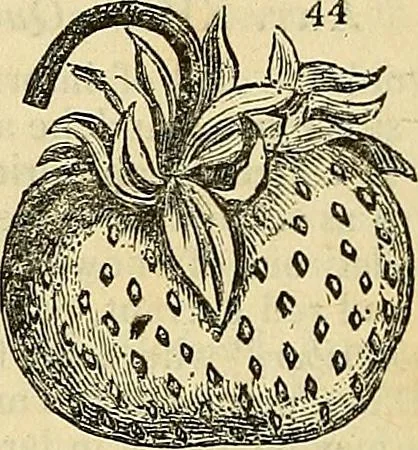 An illustration from The gardener's magazine and register of rural & domestic improvement, 1826, leaf 236