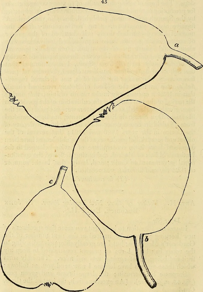 An illustration from The gardener's magazine and register of rural & domestic improvement, 1826, leaf 252
