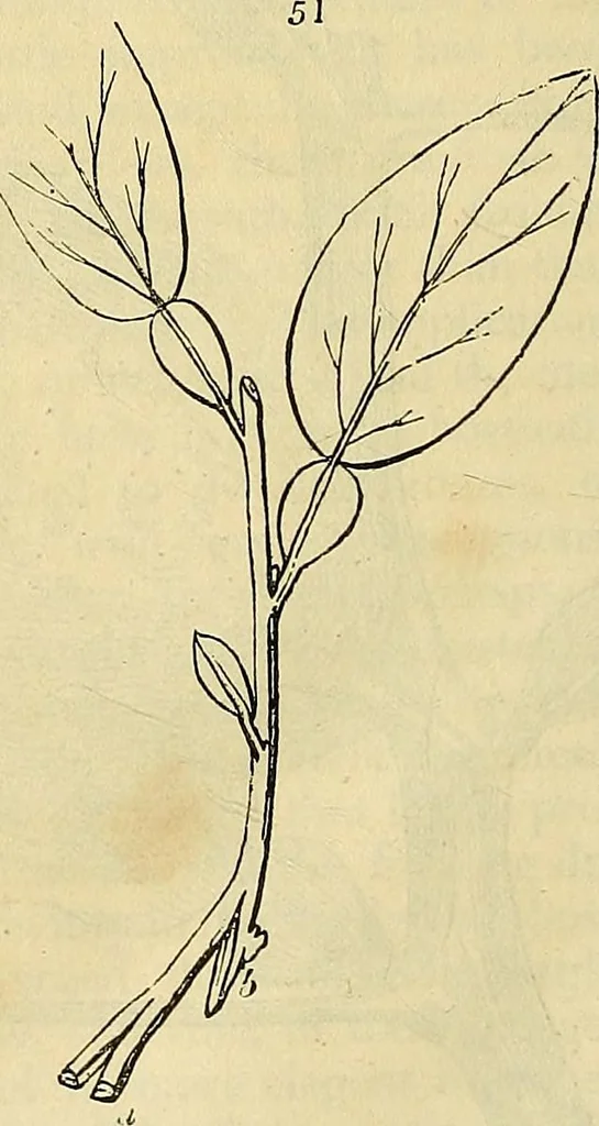 An illustration from The gardener's magazine and register of rural & domestic improvement, 1826, leaf 268