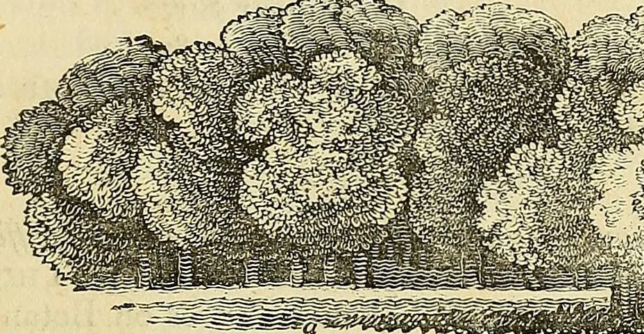 An illustration from The gardener's magazine and register of rural & domestic improvement, 1826, leaf 29