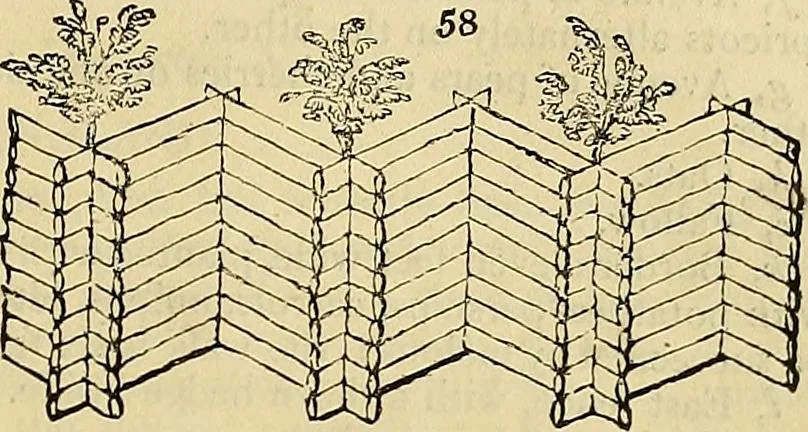 An illustration from The gardener's magazine and register of rural & domestic improvement, 1826, leaf 333