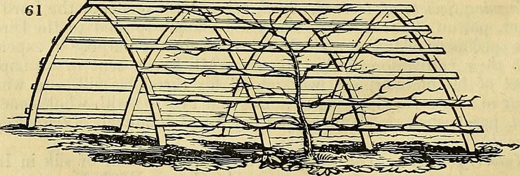An illustration from The gardener's magazine and register of rural & domestic improvement, 1826, leaf 342