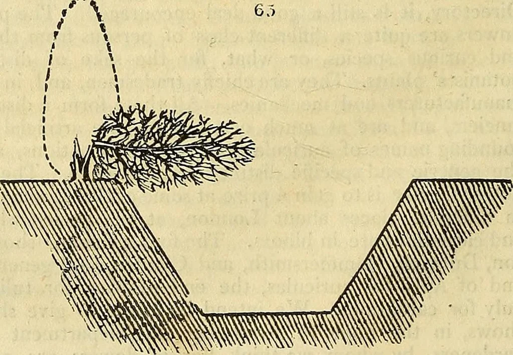 An illustration from The gardener's magazine and register of rural & domestic improvement, 1826, leaf 352