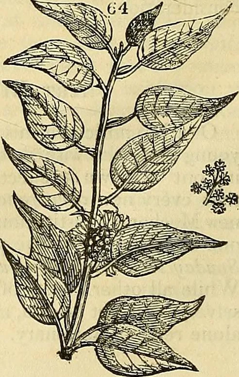 An illustration from The gardener's magazine and register of rural & domestic improvement, 1826, leaf 358
