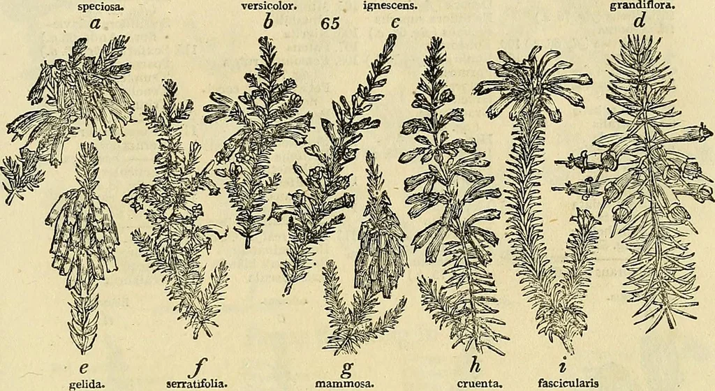 An illustration from The gardener's magazine and register of rural & domestic improvement, 1826, leaf 369