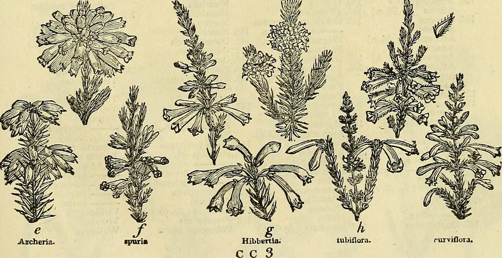 An illustration from The gardener's magazine and register of rural & domestic improvement, 1826, leaf 369