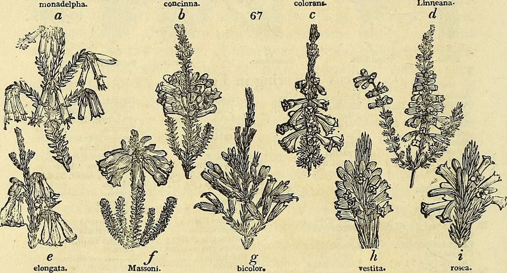 An illustration from The gardener's magazine and register of rural & domestic improvement, 1826, leaf 370