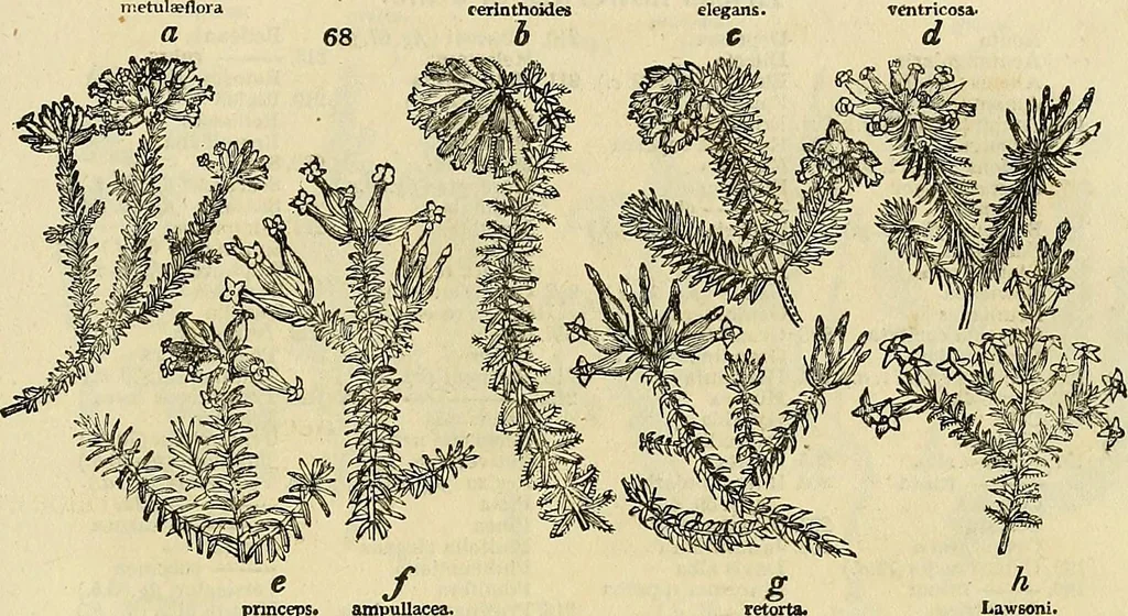 An illustration from The gardener's magazine and register of rural & domestic improvement, 1826, leaf 371
