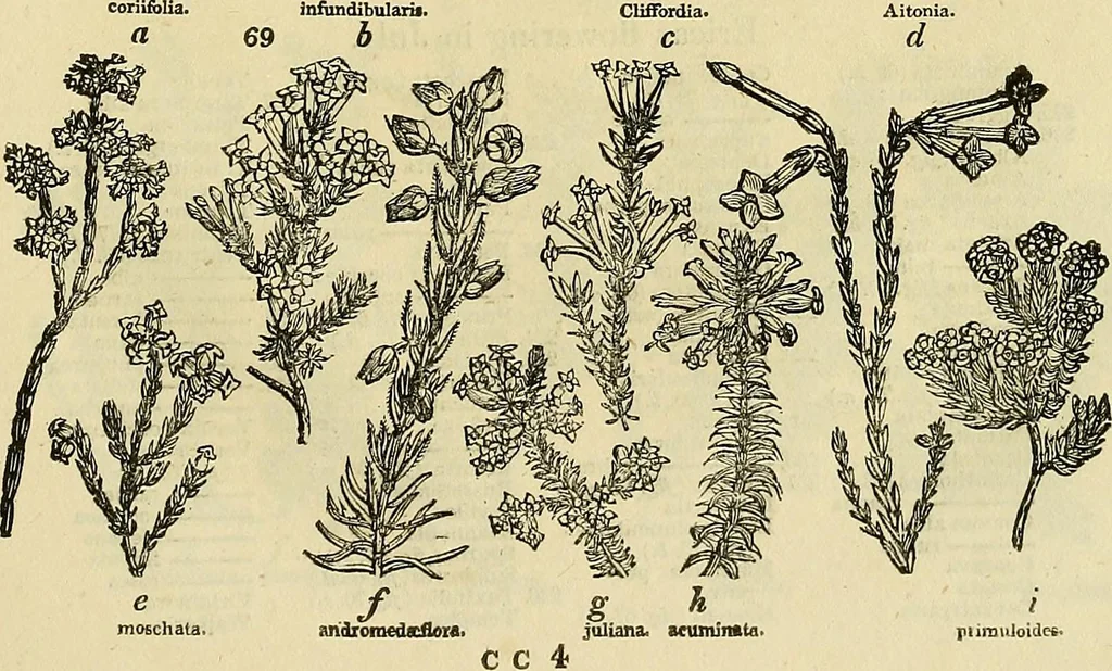 An illustration from The gardener's magazine and register of rural & domestic improvement, 1826, leaf 371