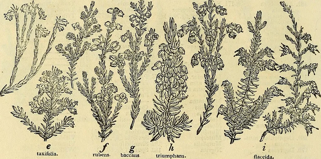 An illustration from The gardener's magazine and register of rural & domestic improvement, 1826, leaf 372