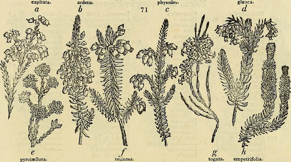 An illustration from The gardener's magazine and register of rural & domestic improvement, 1826, leaf 373