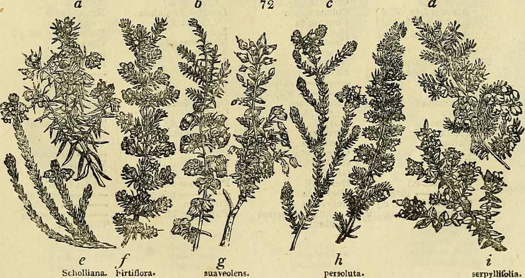An illustration from The gardener's magazine and register of rural & domestic improvement, 1826, leaf 373