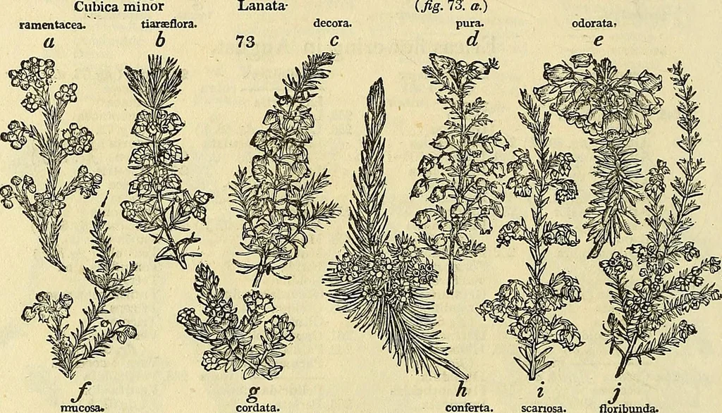 An illustration from The gardener's magazine and register of rural & domestic improvement, 1826, leaf 374