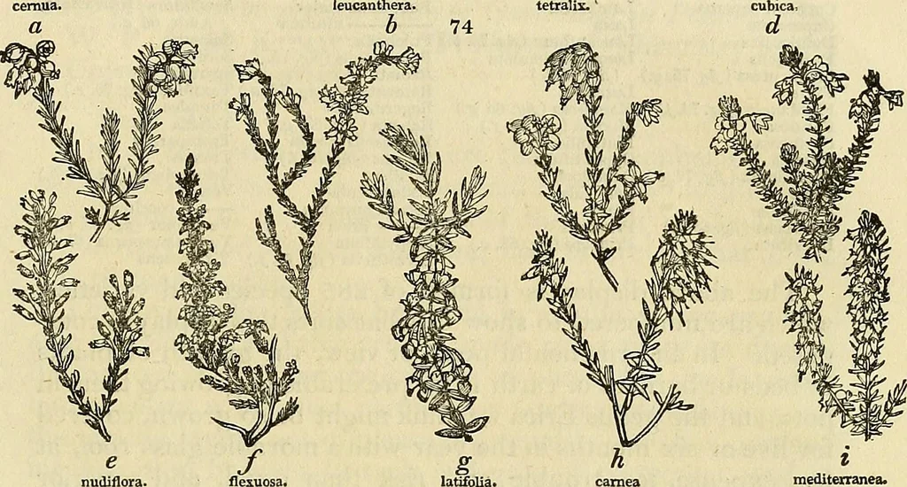 An illustration from The gardener's magazine and register of rural & domestic improvement, 1826, leaf 375