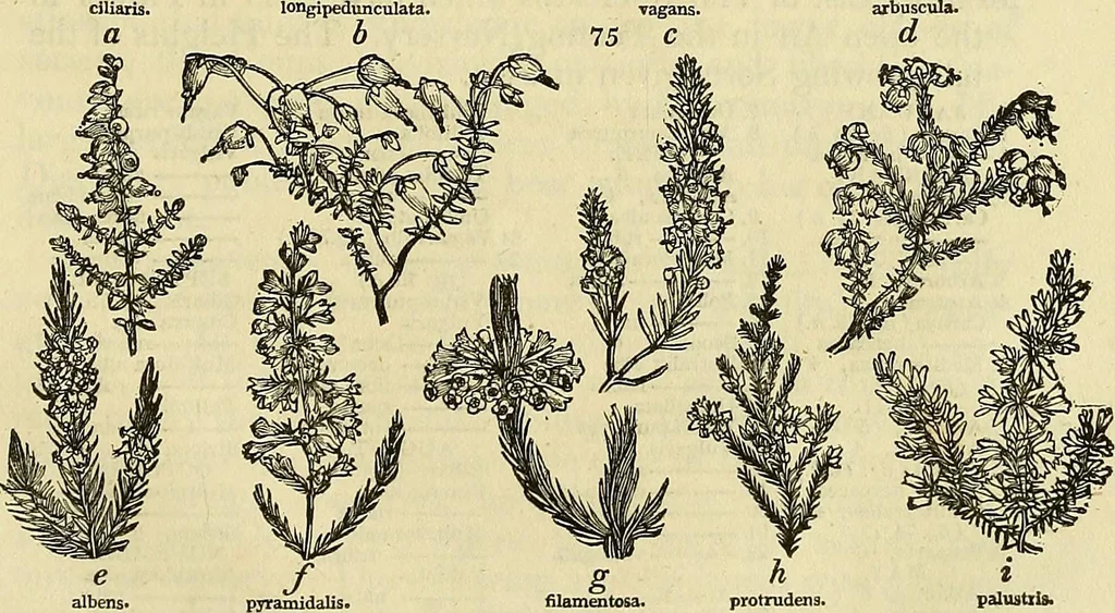An illustration from The gardener's magazine and register of rural & domestic improvement, 1826, leaf 375