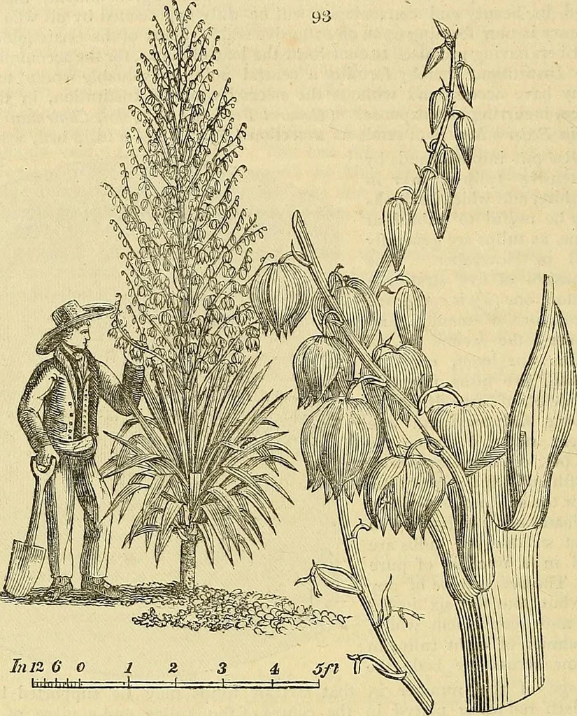 An illustration from The gardener's magazine and register of rural & domestic improvement, 1826, leaf 454