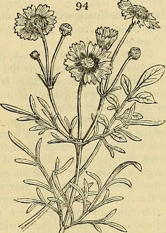 An illustration from The gardener's magazine and register of rural & domestic improvement, 1826, leaf 455