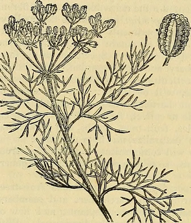 An illustration from The gardener's magazine and register of rural & domestic improvement, 1826, leaf 457