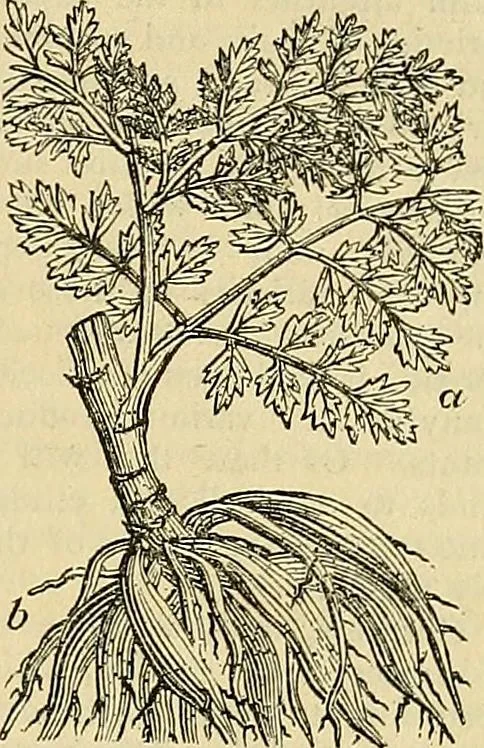 An illustration from The gardener's magazine and register of rural & domestic improvement, 1826, leaf 457