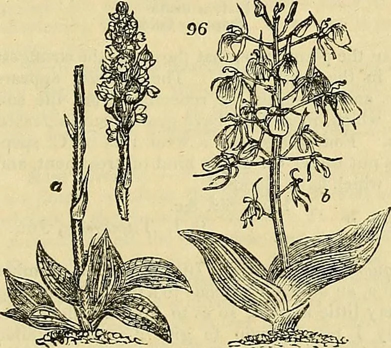 An illustration from The gardener's magazine and register of rural & domestic improvement, 1826, leaf 467
