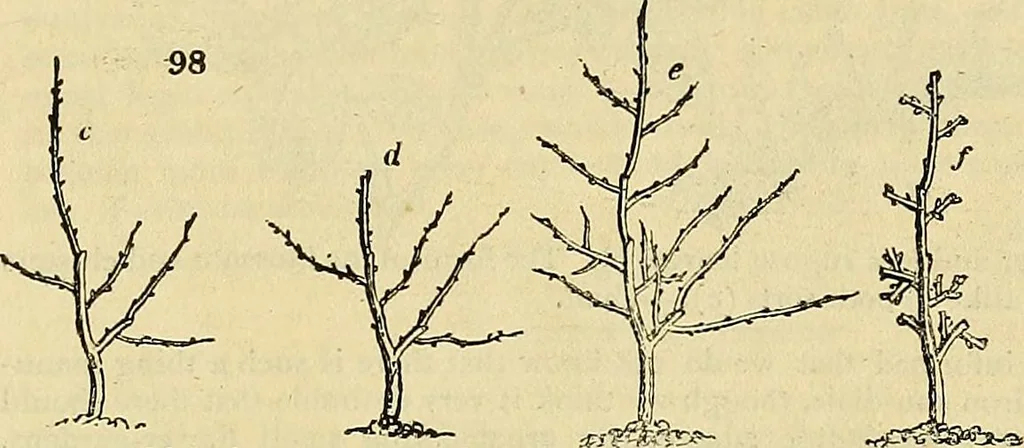 An illustration from The gardener's magazine and register of rural & domestic improvement, 1826, leaf 469