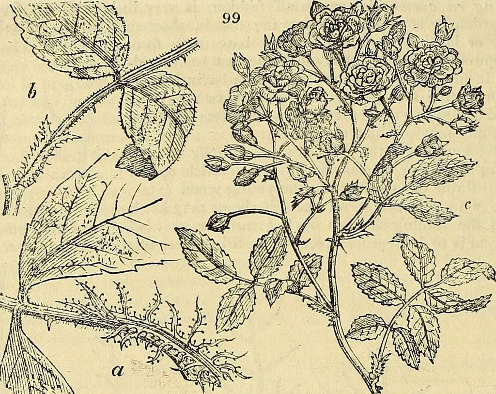 An illustration from The gardener's magazine and register of rural & domestic improvement, 1826, leaf 470