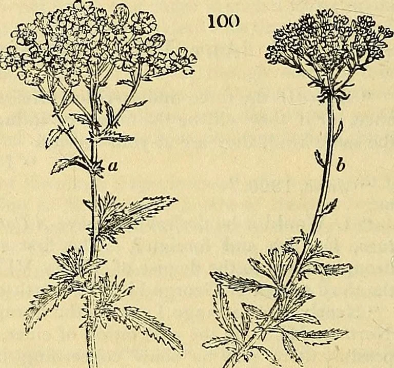 An illustration from The gardener's magazine and register of rural & domestic improvement, 1826, leaf 472