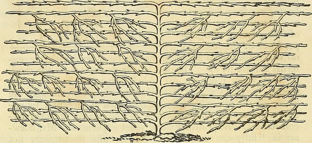 An illustration from The gardener's magazine and register of rural & domestic improvement, 1826, leaf 82