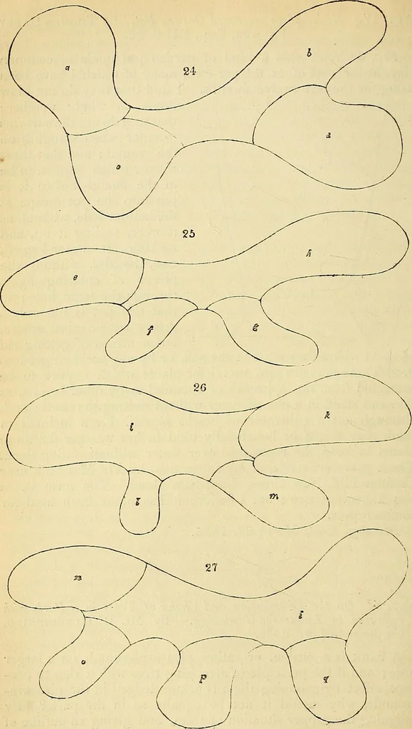 An illustration from The gardener's magazine and register of rural & domestic improvement, 1826, leaf 260
