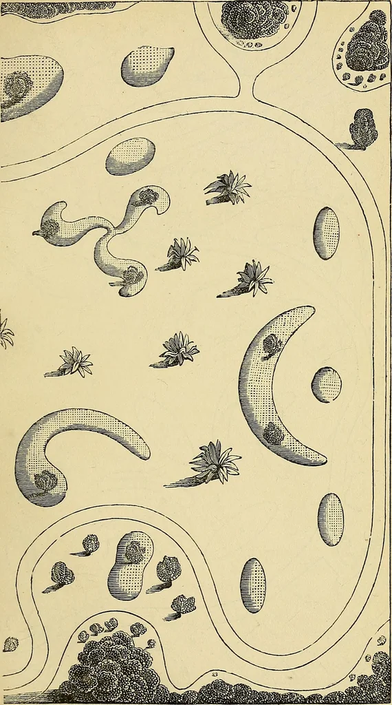 An illustration from The gardener's magazine and register of rural & domestic improvement, 1826, leaf 265