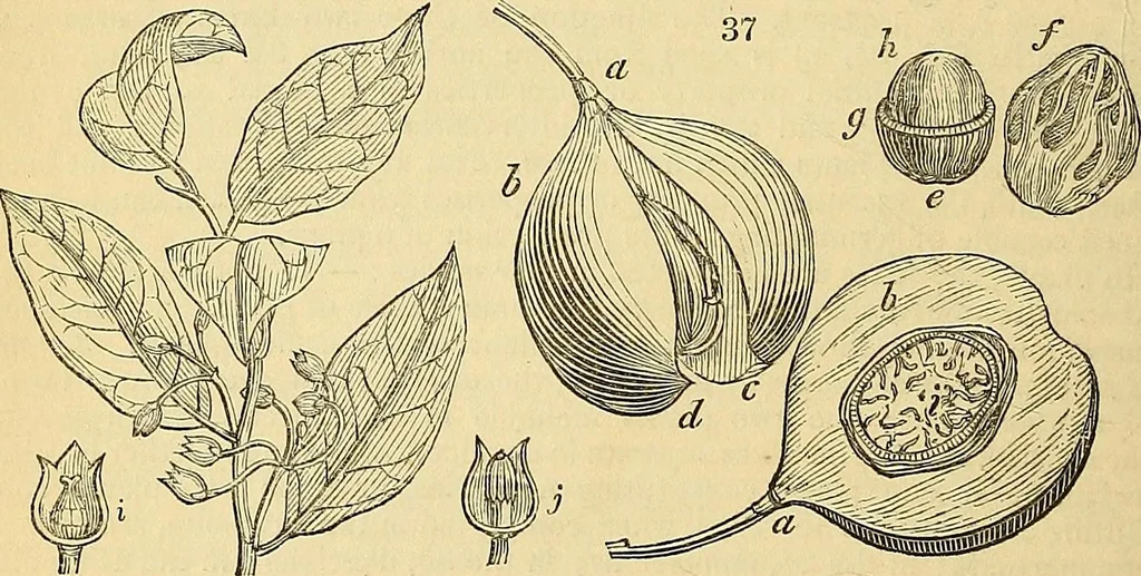 An illustration from The gardener's magazine and register of rural & domestic improvement, 1826, leaf 328