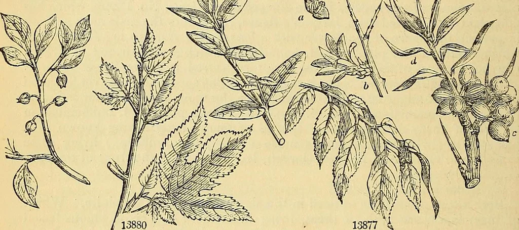 An illustration from The gardener's magazine and register of rural & domestic improvement, 1826, leaf 332