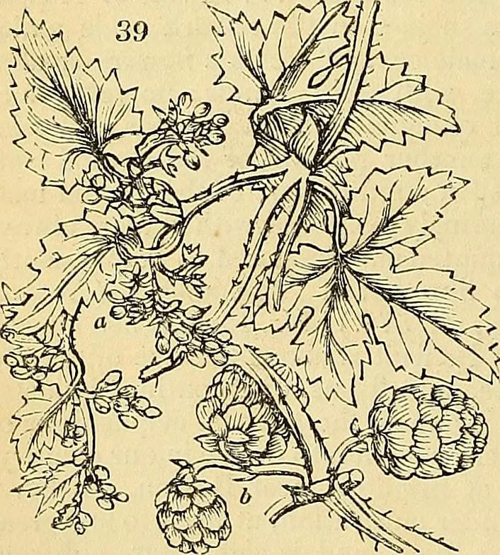 An illustration from The gardener's magazine and register of rural & domestic improvement, 1826, leaf 336