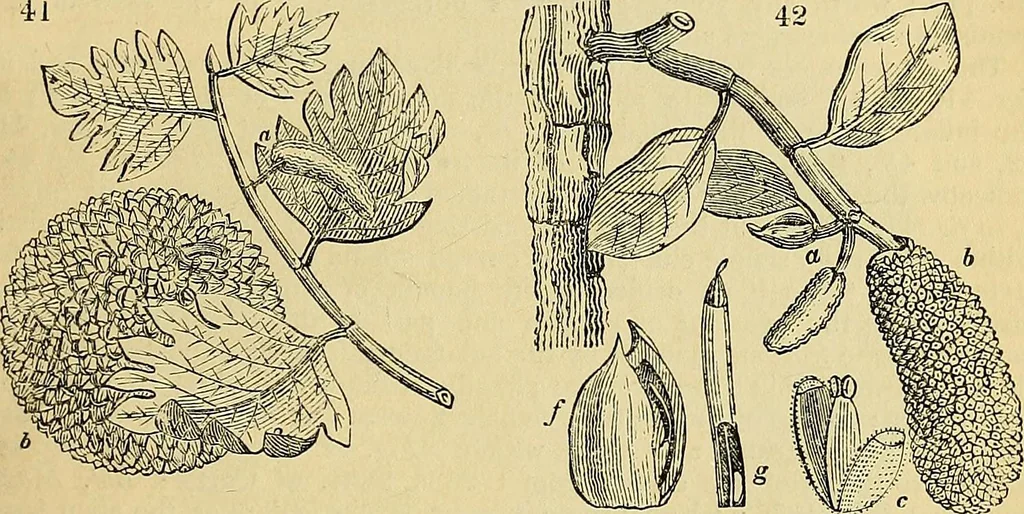 An illustration from The gardener's magazine and register of rural & domestic improvement, 1826, leaf 337