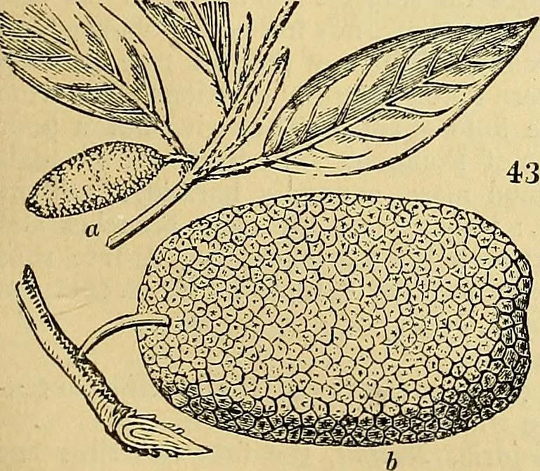 An illustration from The gardener's magazine and register of rural & domestic improvement, 1826, leaf 337