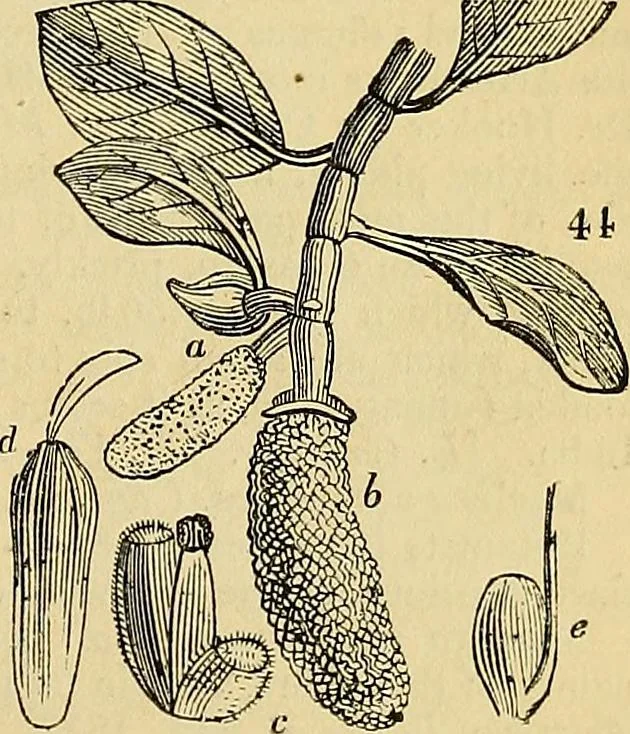 An illustration from The gardener's magazine and register of rural & domestic improvement, 1826, leaf 337