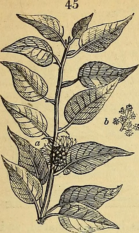 An illustration from The gardener's magazine and register of rural & domestic improvement, 1826, leaf 339